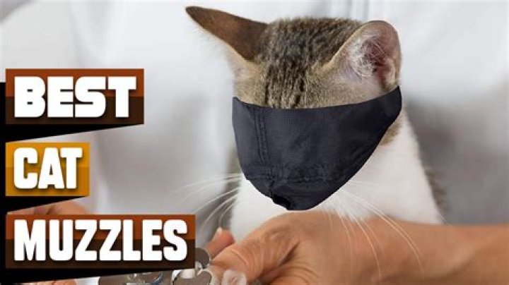 10 Best Cat Muzzles in 2024 - Reviews & Top Picks
