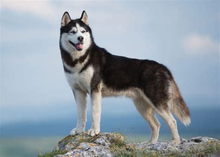 10 Best Foods for Husky Puppies in 2024 - Reviews & Top Picks