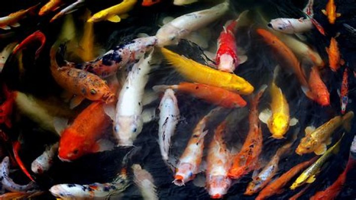 10 Best Foods For Koi Carps in 2024 - Reviews & Top Picks