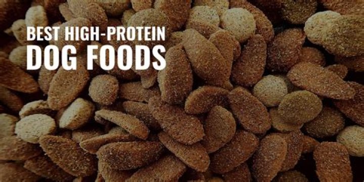10 Best High-Protein Dog Foods in 2024 - Reviews & Top Picks