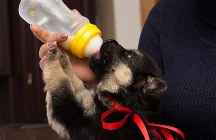 10 Best Puppy Milk Replacers in 2024 - Reviews & Top Picks