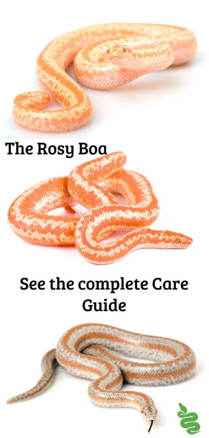 10 Rosy Boa Morphs & Colors (with Pictures)