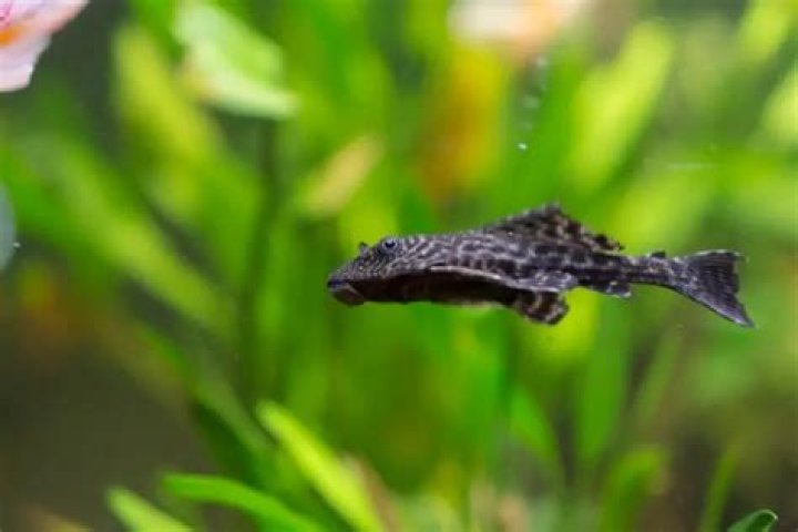 10 Types of Plecos That Stay Small (with Pictures)