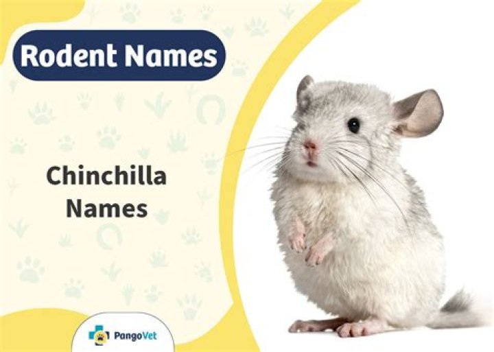100+ Chinchilla Names: Ideas for Fun & Adorable Chinchillas 