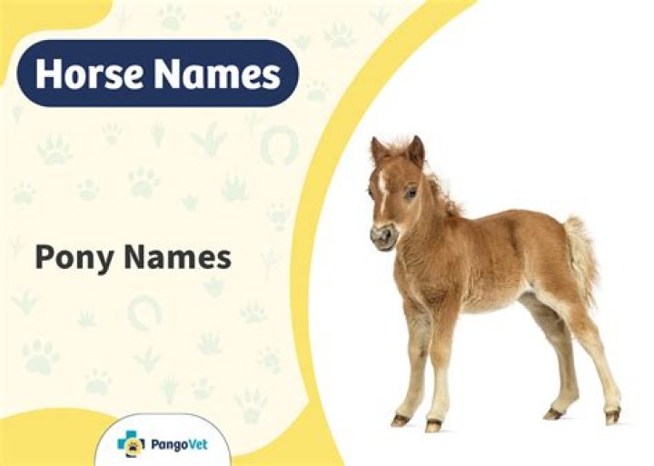 100+ Pony Names: Ideas for Calm & Caring Ponies