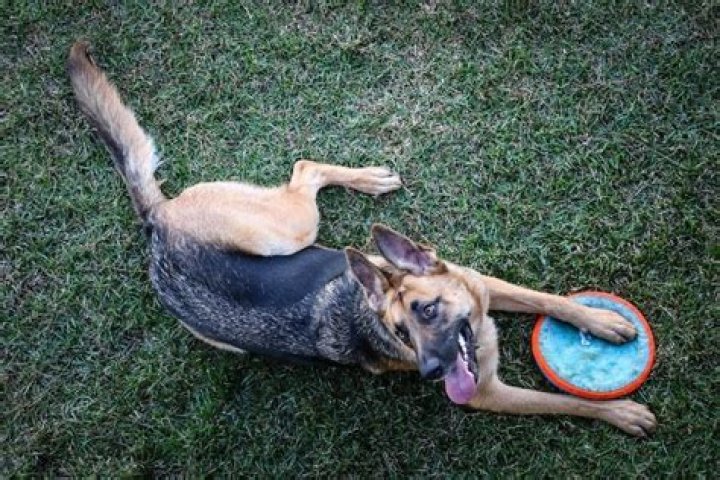 11 Best Games to Play with Your German Shepherd: Fun Activities You Can Do Today