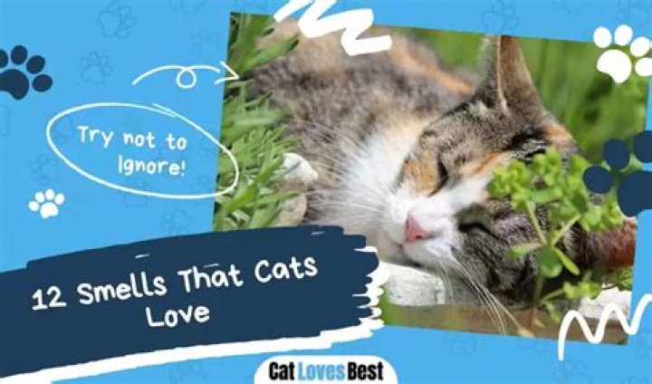 11 Smells That Cats Love & Some They Don't!