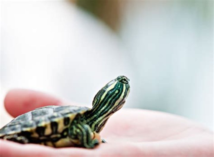 12 Pet Turtle Species That Stay Small (with Pictures)