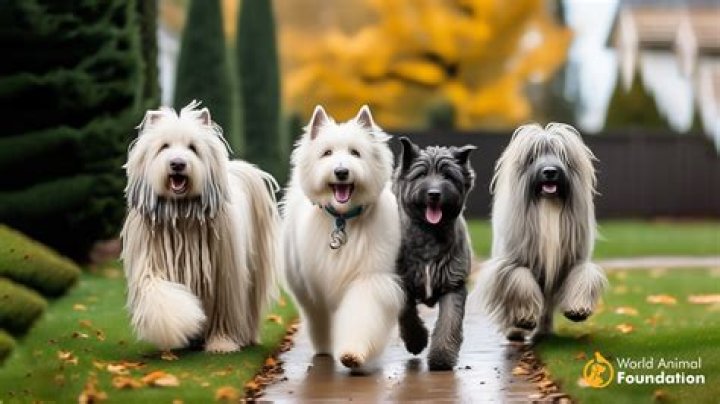 12 Shaggy Dog Breeds That Have Some Big Hair (With Pictures)