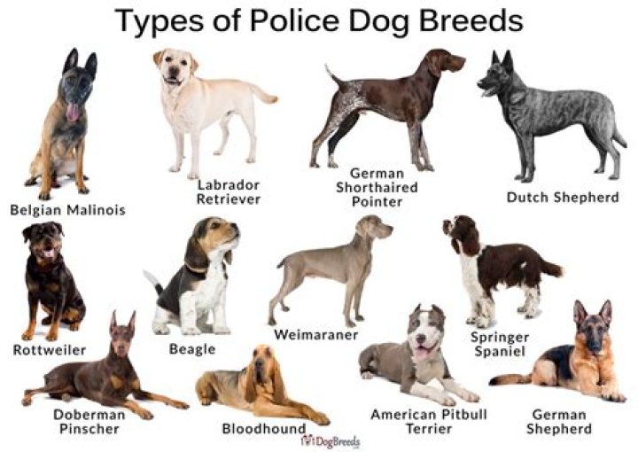 12 Top Police Dog Breeds: Pictures, Facts & History