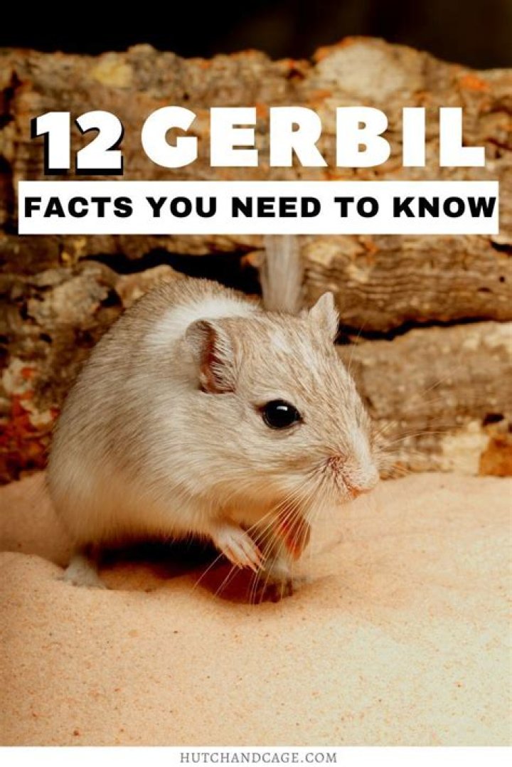 15 Fun Facts About Gerbils You Will Love to Know