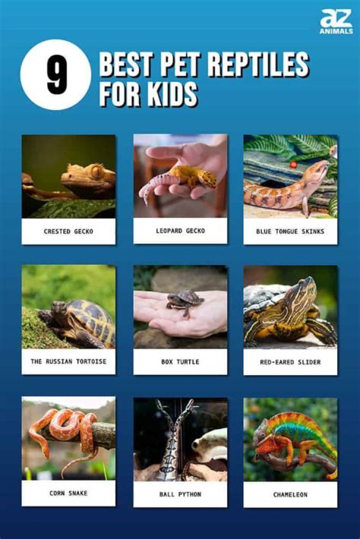 20 Best Pet Lizards for Beginners (With Pictures)
