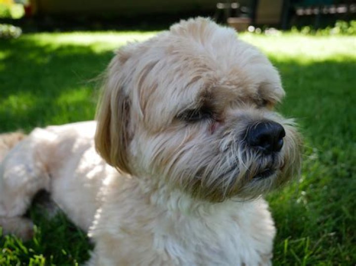 38 Adorable Shih Tzu Mixes (With Pictures)