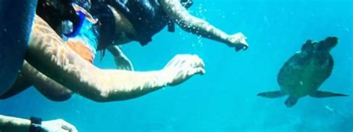 4 Marine Biology Volunteer Opportunities to Clean Our Oceans