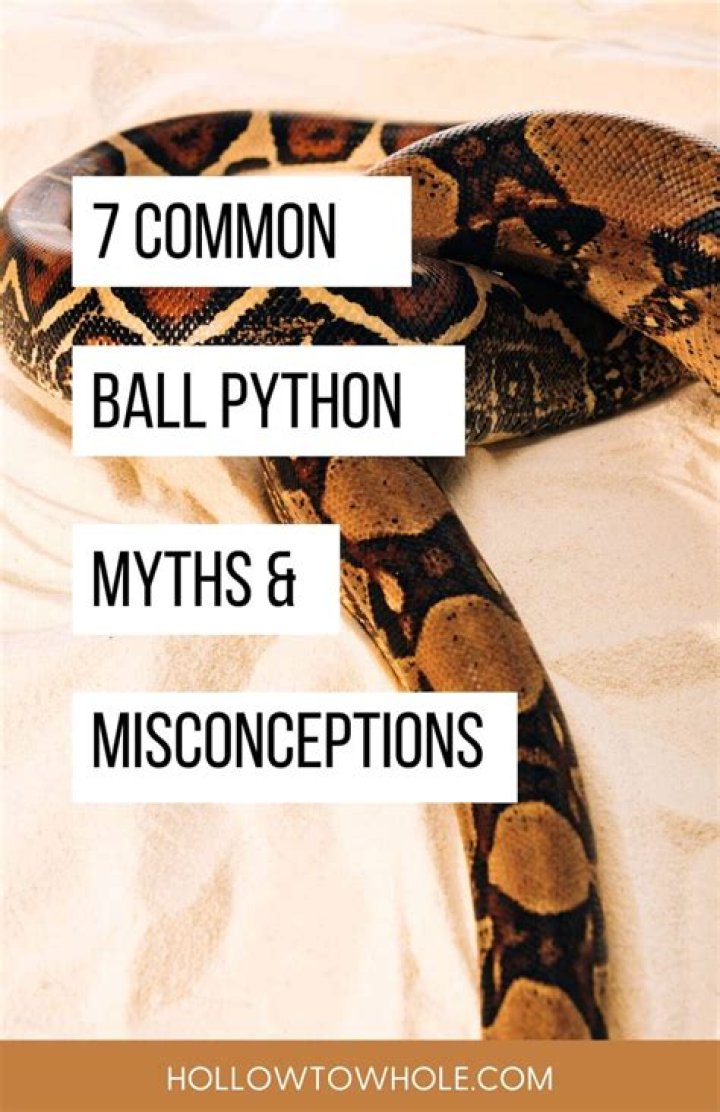 5 Ball Python Myths and Misconceptions That It's Time to Stop Believing