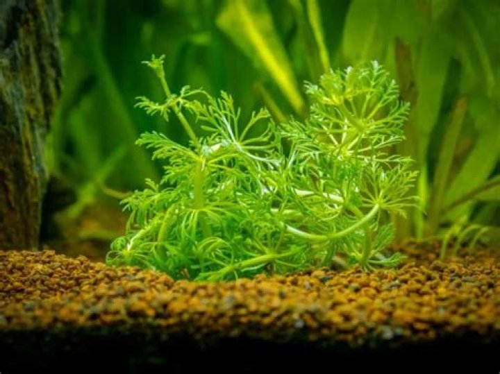 5 Best Aquarium Plants to Reduce Nitrates of 2024 - Reviews & Top Picks