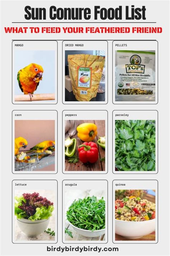 5 Best Conure Foods in 2024 - Reviews & Top Picks