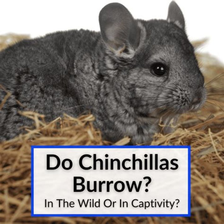 5 Best Hays for Chinchillas 2024 - Reviews & Top Picks