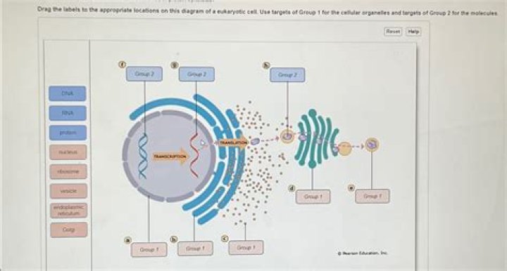 50% Of Guys Couldn't Find the Vagina On This Diagram