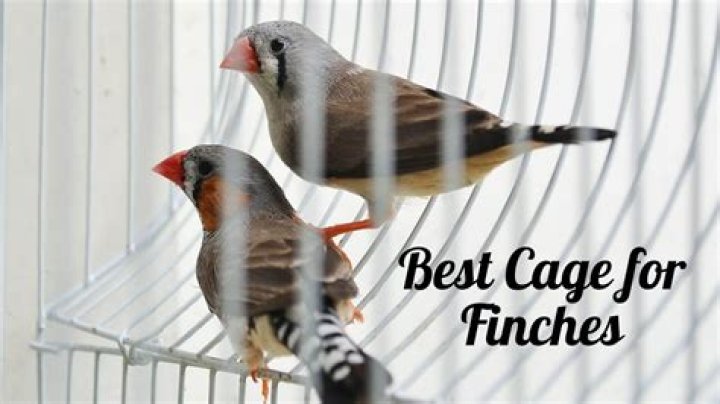 6 Best Cages for Finches in 2024 - Reviews & Top Picks