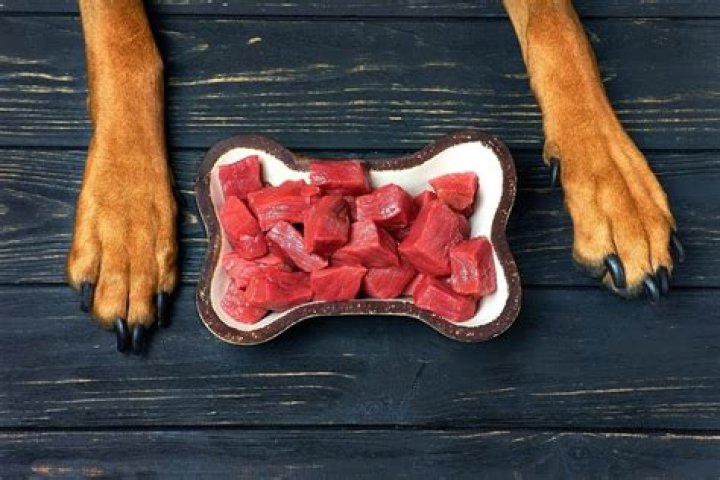 6 Best Protein Sources for Dogs (Vet Approved)