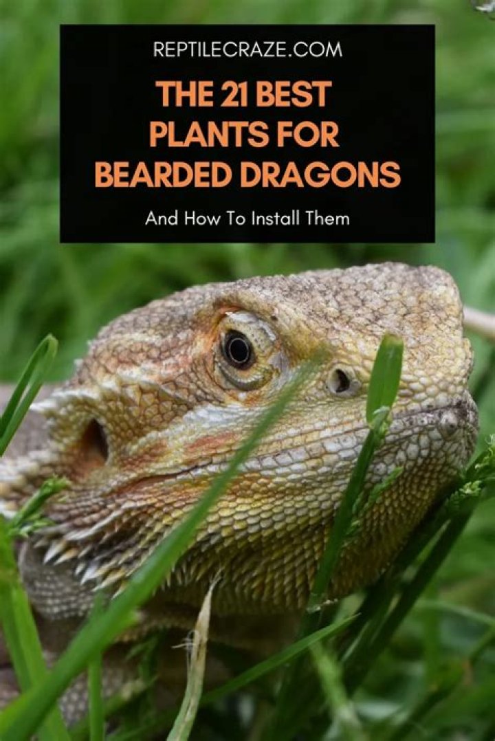 7 Best Beddings for Bearded Dragons in 2024 - Reviews & Top Picks