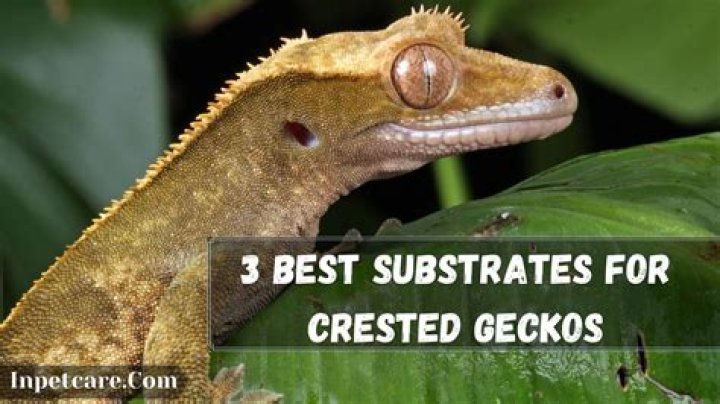 7 Best Substrates for Crested Geckos 2024 - Reviews & Top Picks