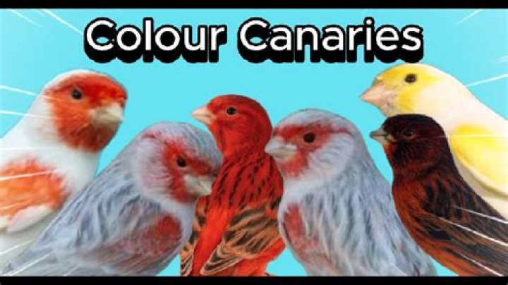 8 Best Canary Bird Cages in 2024 - Reviews & Top Picks