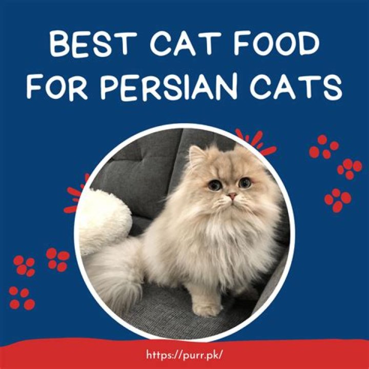 8 Best Foods for Persian Cats in 2024 - Reviews & Top Picks