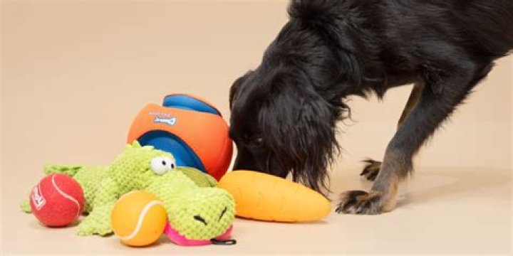 9 Best Outdoor Dog Toys in 2024 - Reviews & Top Picks