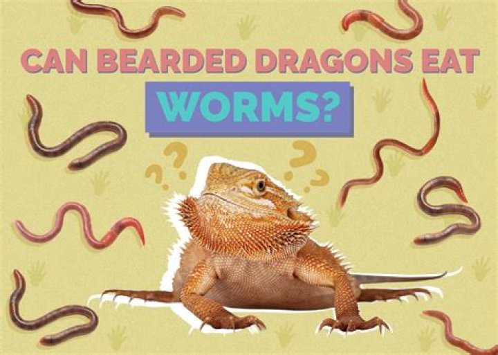 9 Best Worms for Bearded Dragons 2024 - Reviews & Top Picks