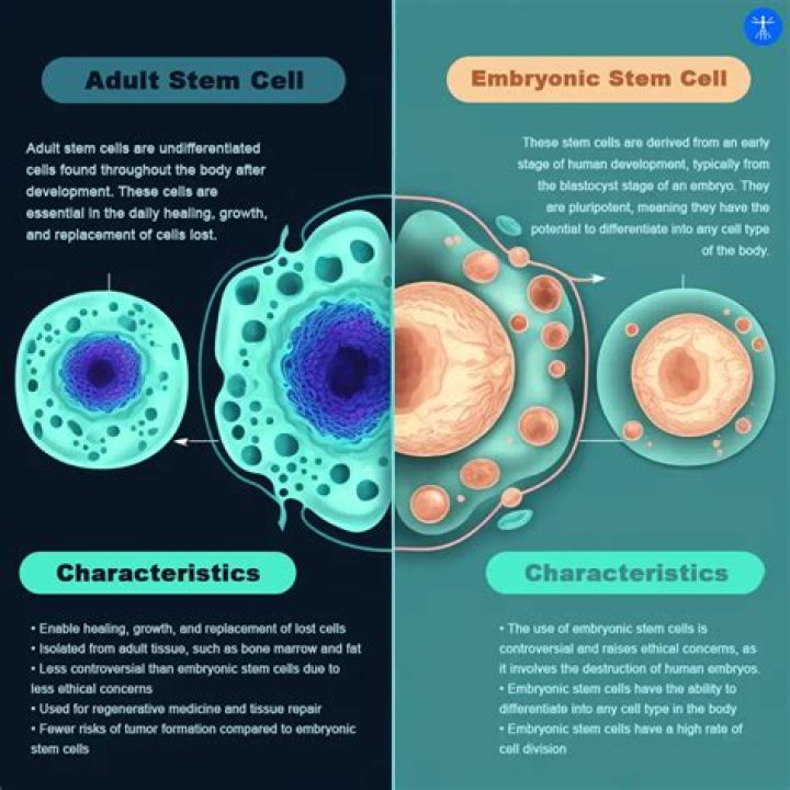 About Adult Stem Cell Therapy