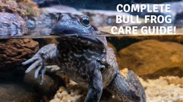 African Bullfrog: Care Sheet, Lifespan, & More (With Pictures)