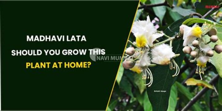 All You need to know about Madhavi Lata: Hiptage Plant