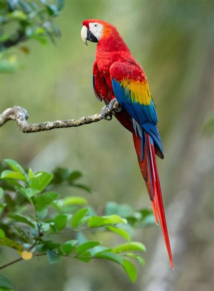 Are Cuban Macaws Extinct? Avian Facts & 2024 Update