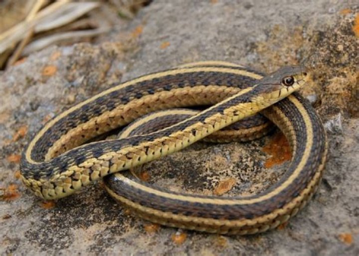 Are Garter Snakes Good Pets? An Honest Answer