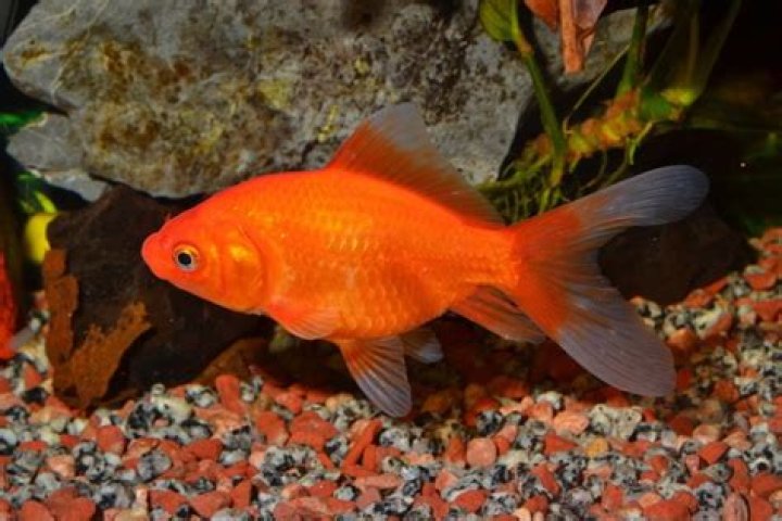 Are Goldfish Safe for Human Consumption? Facts, & FAQ