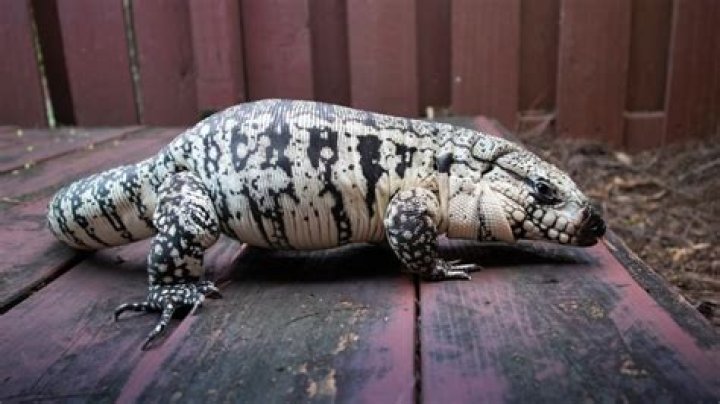 Blue Tegu: Info & Care Guide for Beginners (With Pictures)