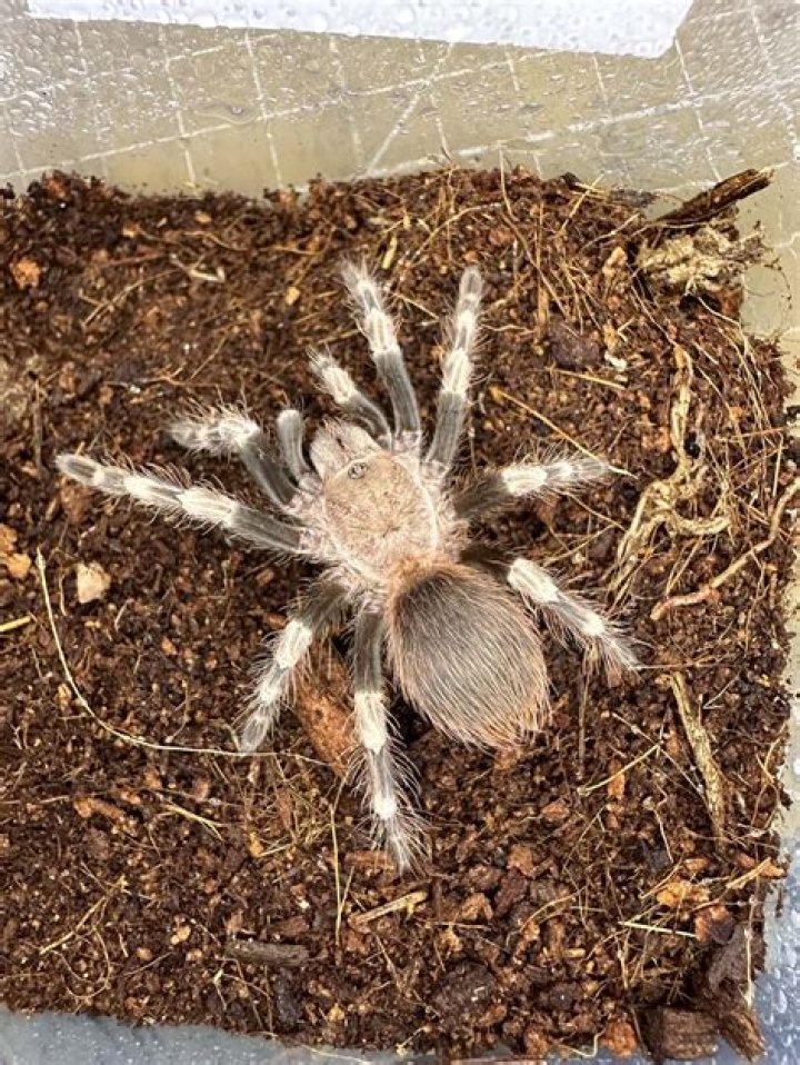 Brazilian Red And White Tarantula: Care Guide, Pictures, Varieties, Lifespan & More