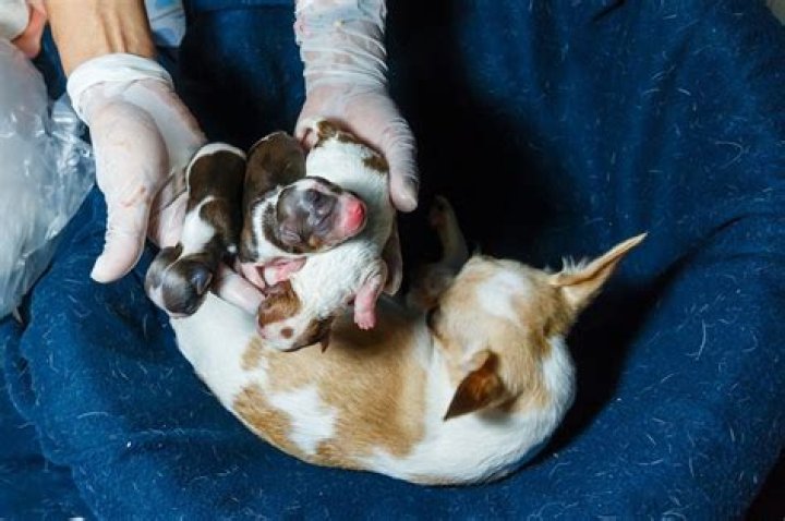 Caesarean Sections in Dogs: Vet Approved Info & Care Tips