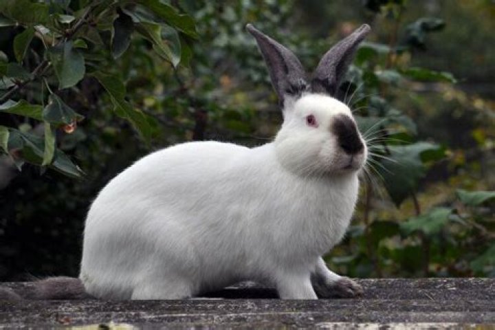 Californian Rabbit Breed Info: Pictures, Traits, & Facts