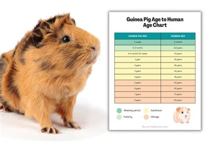 Can a Guinea Pig Live Alone? Social Requirements Explained