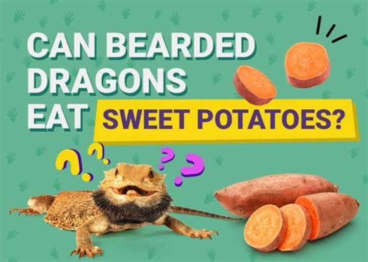 Can Bearded Dragons Eat Sweet Potatoes? Vet-Approved Nutritional Facts & Info