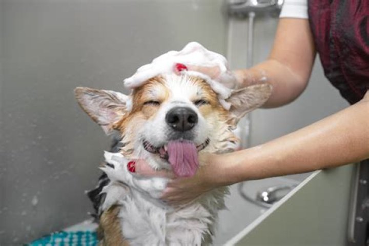 Can Humans Use Dog Shampoo? Vet Approved Safety and Efficacy