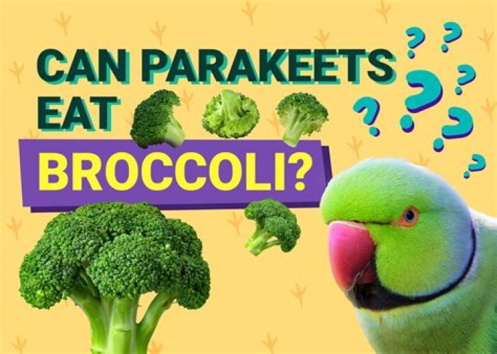 Can Parakeets Eat Broccoli? Vet Reviewed Facts & Info You Need To Know