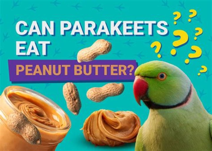 Can Parakeets Eat Peanut Butter? Vet-Reviewed Nutritional Info You Need to Know!