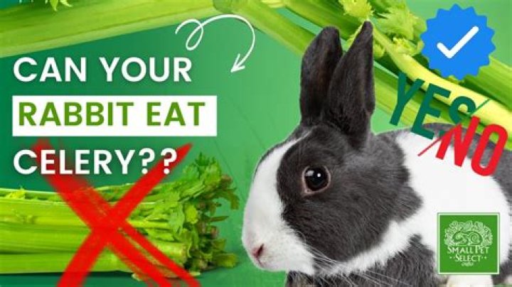 Can Rabbits Eat Celery? Vet Approved Safety Facts & FAQ