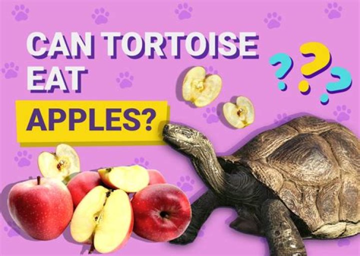 Can Tortoises Eat Apples? What You Need to Know