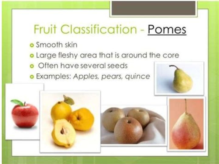 Classification Of Fruits | All Global Updates