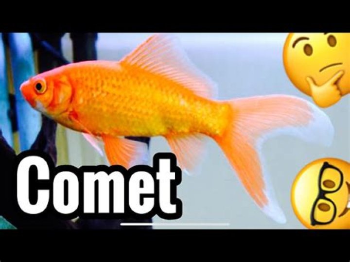 Comet Goldfish: Care, Pictures, Temperament, Habitat, & Traits
